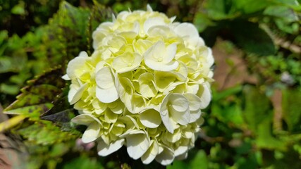 flowers in the forest
