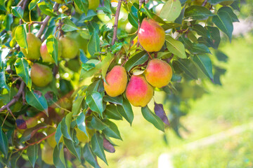Pears on the tree. Ripe autumn pears on a blurred background in sunbeams