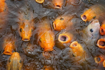 close up of fish