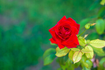 Red rose on a blurred green background. Background. Horizontal photography