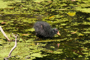 Sydney Australia, dusky moorhen chick moving through water