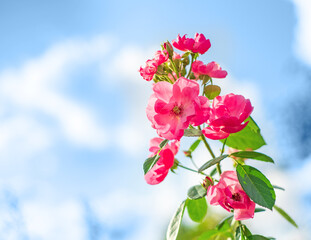 Pink flowers against the blue sky. Floral background, blur.