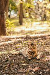 Frightened domestic cat on a green grass background in the forest. Pet walking on nature in the...