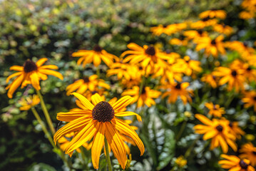 Closeup of a yellow blooming coneflower in the morning sunlight. A small spider is visible in the brown center of the flower in the foreground.