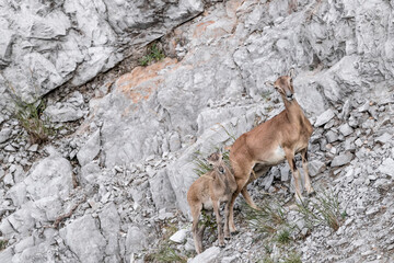 Mother and son, portrait of European mouflon female with cub on mountain wall (Ovis aries musimon)