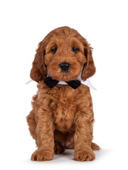 Adorable Cobberdog puppy aka Labradoodle dog, sitting up facing front wearing gala collar and bow tie. Looking straight towards camera. Isolated on a white background.