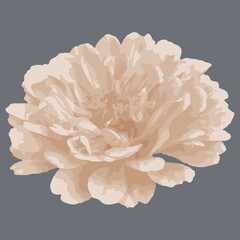 Vector image of a chrysanthemum flower. A white flower on a gray background. Design for packaging, invitations, weddings, stickers, posters, fabrics, prints, wallpapers, tattoos.