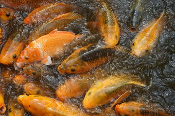 close up of fish