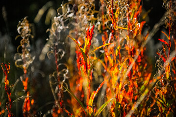 Fire weed in the autumn