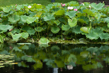 Sydney Australia, pond with flowering lotus plants reflecting in water