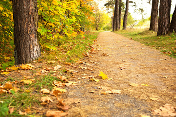 Fototapeta premium The path in the forest is strewn with dry fallen yellow autumn leaves. Autumn mood, walking in cool weather, autumn background