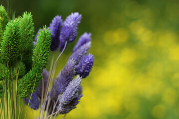 Dried Flowers with Blurred Yellow Flowers in Background