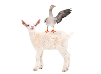 Goose with spread wing standing on the back of a goatling isolated on white background