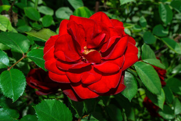 Floral garden. Red Rose on green leaves background, close up. Soft selective focus.