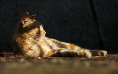 red, lying cat, surrounded by reflexes of shadows and rays of the sun 