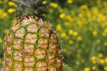 Fresh Pineapple Outdoors With Yellow Flowers in Background Shallow DOF