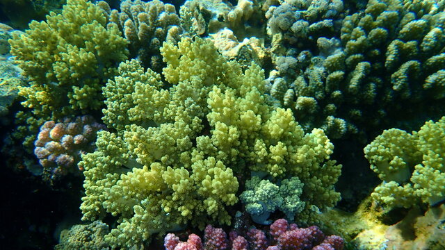 Broccoli coral (Litophyton arboreum) undersea, Red Sea, Egypt, Sharm El Sheikh, Nabq Bay