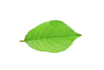 fresh green leaf isolated on white background