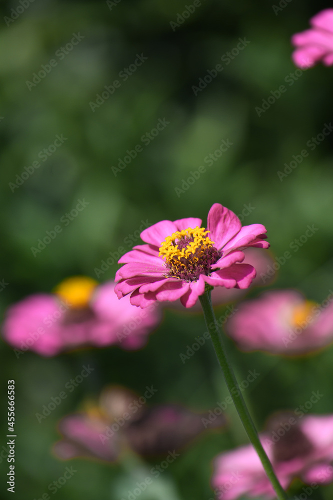 Canvas Prints ジニアの花