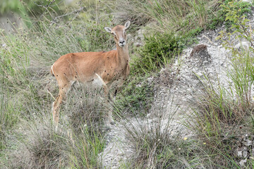 Beautiful portrait of mouflon female in the grass (Ovis aries musimon)