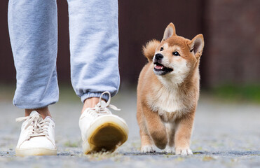 training puppy is walking next to the dog handler - 455666582