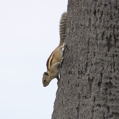 squirrel on a tree