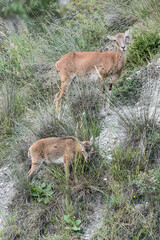 Naklejka na ściany i meble European mouflon female with puppy in the grass (Ovis aries musimon)