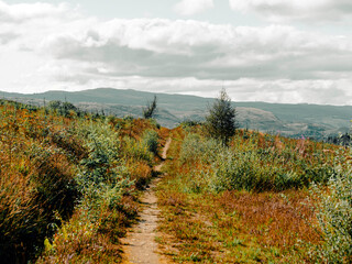 Deforestation and mono culture forest management in the Scottish Highlands of the Cairngorm...