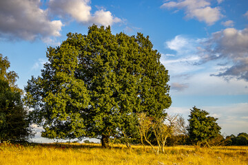 gr&uuml;ner Baum vor blauem Himmel