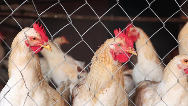 Close-up of a rooster and chickens with white and red feathers in a cage on a poultry farm anxiously look at each other.