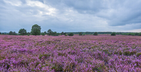 Fototapeta premium Group of trees in the Lueneburg Heath, in the height of summer, when it shows the beautiful purple color