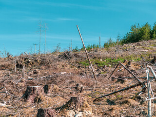 Deforestation and mono culture forest management in the Scottish Highlands of the Cairngorm national park.
