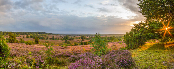 Sunset from the Wilseder Summit, with 169 m, with sun light in a tree and the far view to the Lueneburg Heath in full bloom