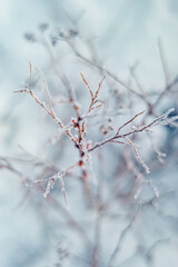 frost winter in garden - obrazy, fototapety, plakaty