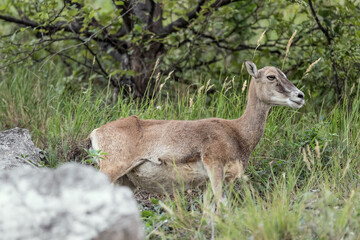 Naklejka na ściany i meble Mouflon female in the woodland (Ovis aries musimon)
