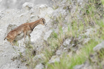 Mouflon female looking for food in summer season (Ovis aries musimon)