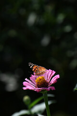 ッマグロヒョウモンチョウと百日草の花