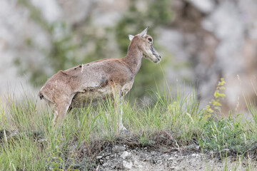 Fine art portrait of European mouflon female (Ovis aries musimon)