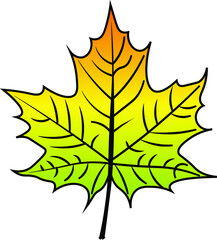 Maple Leaf vector colour autumn