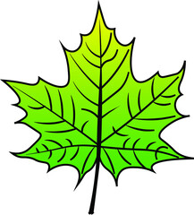 Maple Leaf vector colour autumn