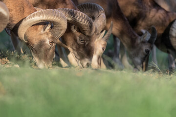 Herd of mouflons males at sunset (Ovis aries musimon)