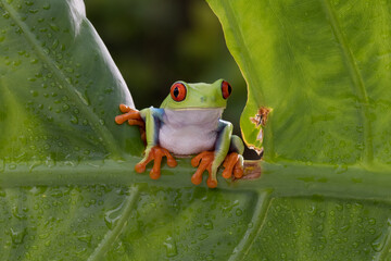 Red Eye tree frog slowly moving across the tree branch