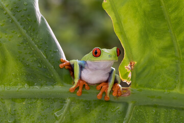 Red Eye tree frog slowly moving across the tree branch