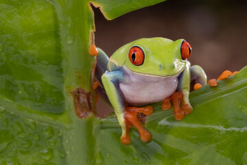 Red Eye tree frog slowly moving across the tree branch