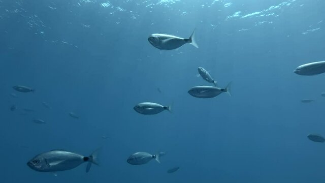 Shoal os the Saddled seabream (Oblada melanura) swims in the blue water in sunrays. Mediterranean sea, Cyprus