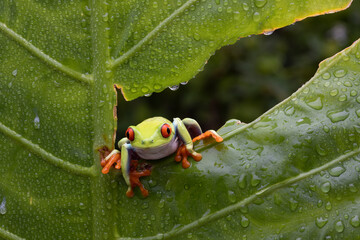 Red Eye tree frog slowly moving across the tree branch