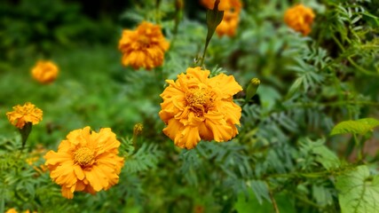 orange flowers in the garden