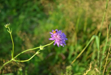 bee on a flower