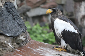 eagle