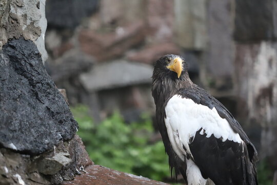 eagl